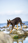 Australian Kelpie