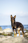Australian Kelpie