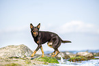 Australian Kelpie