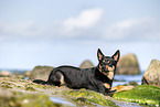 Australian Kelpie