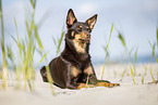 Australian Kelpie