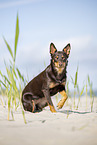 Australian Kelpie