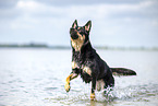 Australian Kelpie
