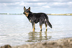 Australian Kelpie