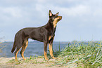 Australian Kelpie