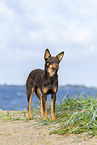 Australian Kelpie