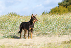 Australian Kelpie