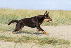 Australian Kelpie