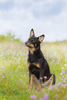Australian Kelpie