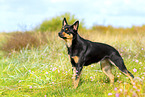 Australian Kelpie