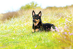 Australian Kelpie