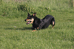 Australian Kelpie
