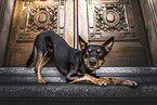 Australian Kelpie