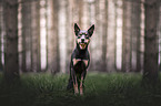Australian Kelpie