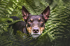 Australian Kelpie