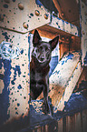female Australian Kelpie