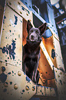 female Australian Kelpie