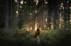 Australian Kelpie