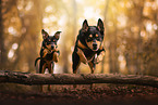 Australian Kelpie