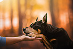 Australian Kelpie