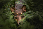Australian Kelpie