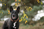 black Australian Kelpie