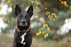 black Australian Kelpie