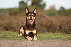Australian Kelpie