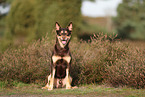 Australian Kelpie
