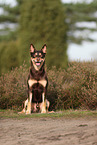Australian Kelpie