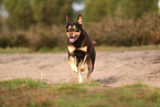 Australian Kelpie