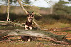 Australian Kelpie