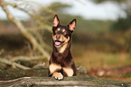 Australian Kelpie