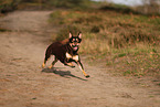 Australian Kelpie