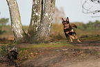 Australian Kelpie