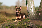 Australian Kelpie