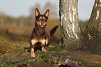 Australian Kelpie
