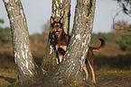 Australian Kelpie