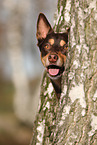 Australian Kelpie