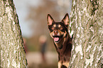 Australian Kelpie