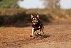 Australian Kelpie