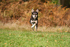 Australian Kelpie