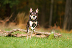 Australian Kelpie