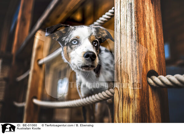 Australian Koolie / Australian Koolie / BE-01060