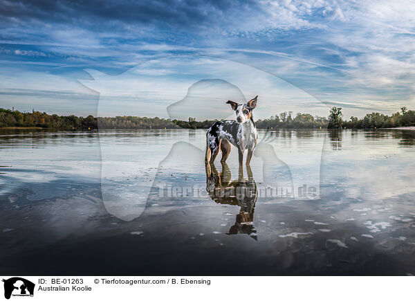 Australian Koolie / Australian Koolie / BE-01263