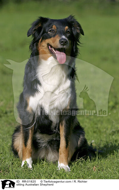 sitting Australian Shepherd / RR-01820