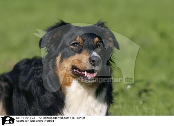 Australian Shepherd Portrait / RR-01822