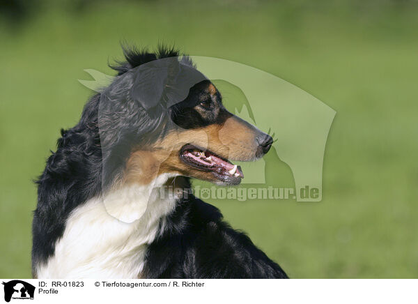Profile / RR-01823