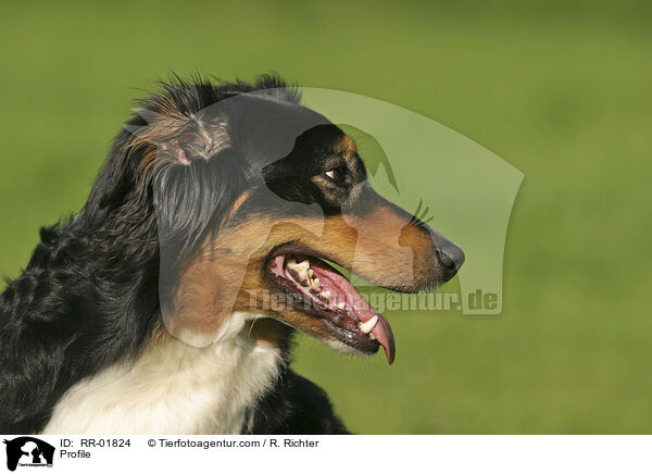Profile / RR-01824