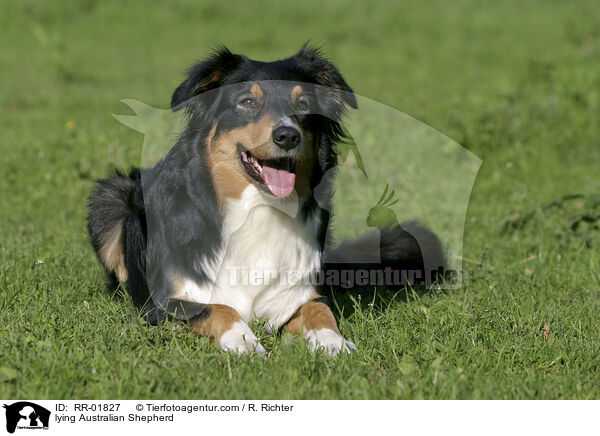 lying Australian Shepherd / RR-01827